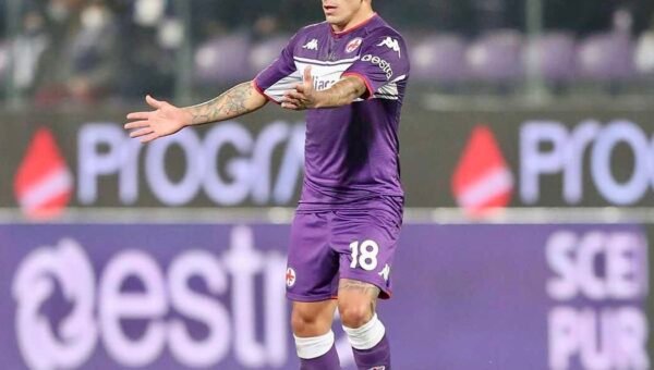 Torreira